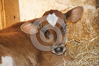 Sweet Calf Stock Photo