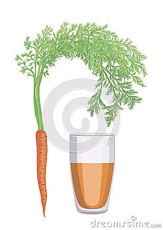 Sweet carrots and a glass of freshly squeezed carrot juice Vector Illustration