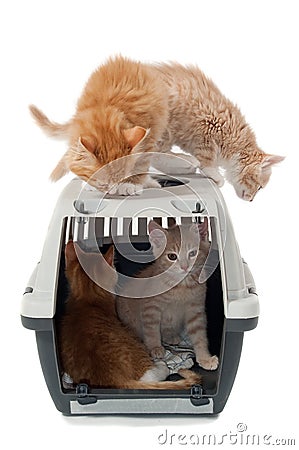 Sweet cat kittens in transport box Stock Photo
