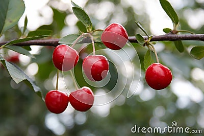 Sweet cherries Stock Photo