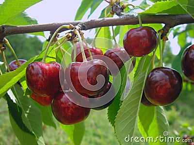 Sweet cherries on green branches in a garden Stock Photo