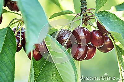 Sweet cherries (prunus avium) Stock Photo