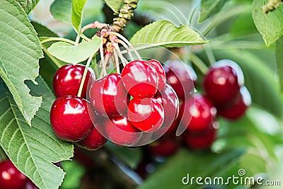 Sweet cherries (prunus avium) Stock Photo