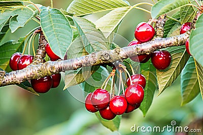 Sweet cherries (prunus avium) Stock Photo