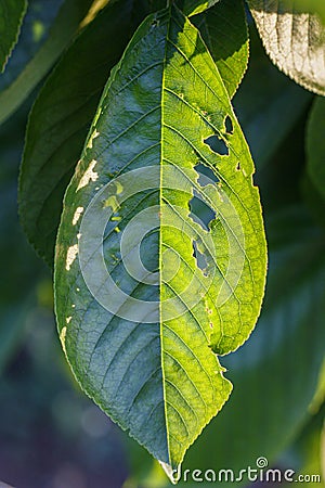 Sweet Cherry Leaf Eaten By Insects Stock Photo