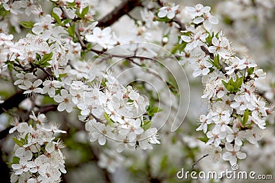 Sweet cherry Prunus avium Stock Photo