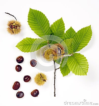 Sweet chestnut Stock Photo