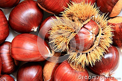 Sweet chestnut, Castanea sativa, edible wild nuts Stock Photo