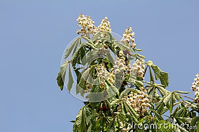 Sweet chestnut or Castanea sativa substantial long lived deciduous tree with oblong lanceolate boldly toothed leaves and dense Stock Photo