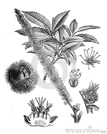 Sweet chestnut Castanea vesca tree/plant / Antique engraved illustration from Brockhaus Konversations-Lexikon 1908 Cartoon Illustration