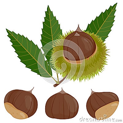 Sweet chestnut plant and fruit. Chestnut husk, split open to reveal the fruit. Vector illustration Vector Illustration