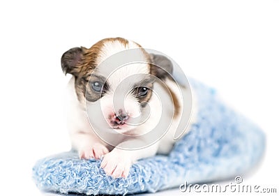 Sweet Chihuahua puppy in blue slipper Stock Photo