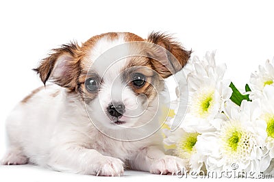 Sweet Chihuahua puppy with chrysanthemums flowers close-up isolated on white Stock Photo
