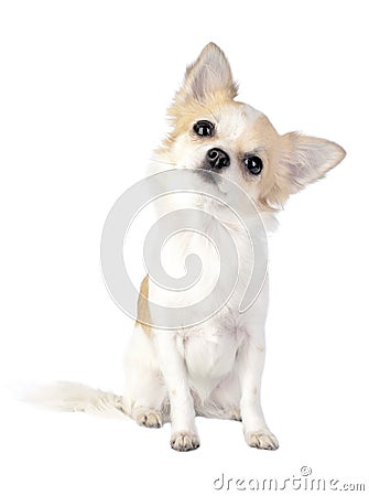 Sweet chihuahua tilting head isolated Stock Photo