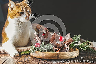 Sweet chocolate muffins decorated cherry in brown paper with ribbon on wooden bowl surrounded pine branches. Cute red white cat Stock Photo