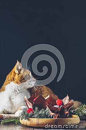 Sweet chocolate muffins decorated cherry in brown paper with ribbon on wooden bowl surrounded pine branches. Cute red white cat Stock Photo