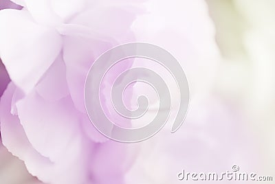 Sweet color carnation in soft and blur style background Stock Photo