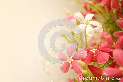 Sweet color flowers in soft style on mulberry paper texture Stock Photo