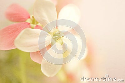 Sweet color flowers in soft style on mulberry paper texture Stock Photo