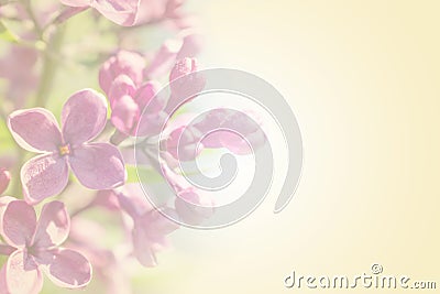 Sweet color petal branch with spring rose lilac flowers on yellow romantic background Stock Photo