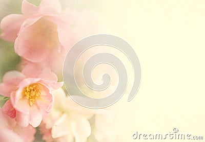 Sweet color roses flower in soft and blur style on mulberry paper texture Stock Photo