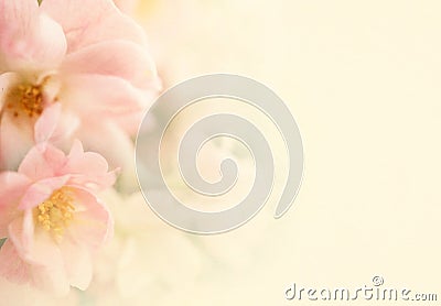 Sweet color roses flower in soft and blur style on mulberry paper texture Stock Photo