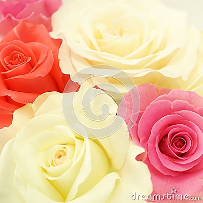 Sweet color roses in soft color and blur style Stock Photo