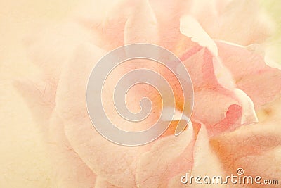 Sweet color roses in soft color and blur style on mulberry paper texture Stock Photo