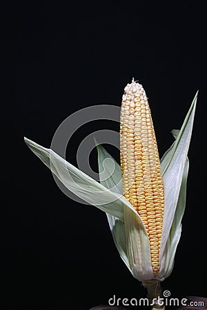 Sweet corn Stock Photo