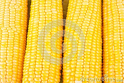 Sweet corn on cobs kernels or grains of ripe corn on white background corn vegetable isolated Stock Photo