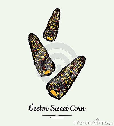 Sweet corn, corncobs, maize isolated groceries vector. Fresh food line hand drawn illustration. Sweet corn Vector Illustration