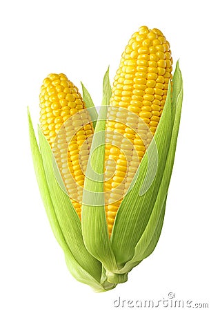 Sweet corn ears isolated on white background Stock Photo