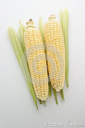 Sweet corn fresh from the field Stock Photo