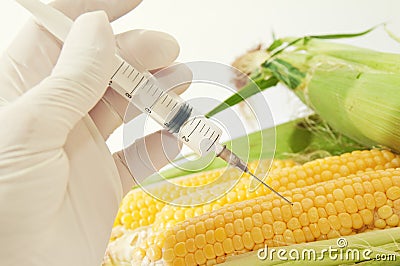Sweet corn, genetic engineering Stock Photo
