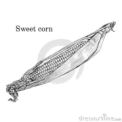 Sweet corn ink sketch Vector Illustration