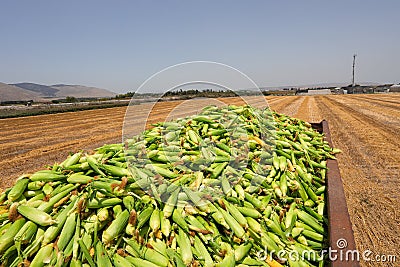 Sweet Corn. Large amount of fresh sweetcorn. Stock Photo