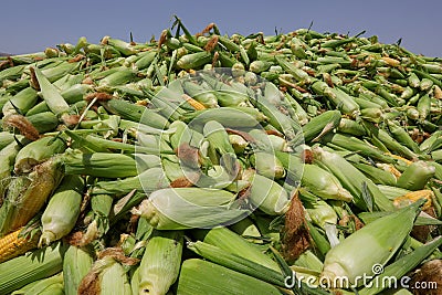 Sweet Corn. Large amount of fresh sweetcorn. Stock Photo