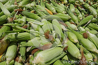 Sweet Corn. Large amount of fresh sweetcorn. Stock Photo