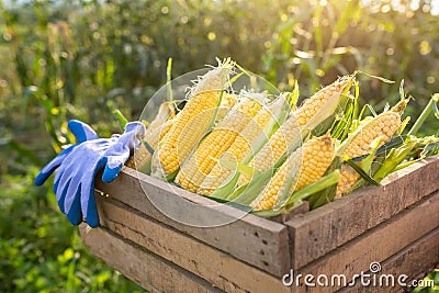 Sweet corn, Organic sweet corn harvested in a wooden crate. The background is a corn field at the close of the sun Stock Photo