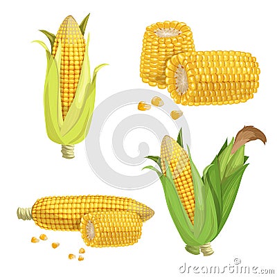 Sweet corn set. Cartoon style. Corn cobs, cuts of corn and seeds. Golden maize collection. Vector illustrations Vector Illustration