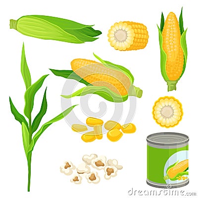 Sweet corn set, fresh corncobs, popcorn, canned corn vector Illustrations on a white background Vector Illustration