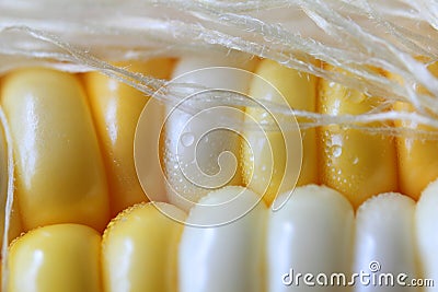 Sweet corn with silk: Extreme Close up Stock Photo