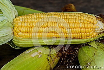 Sweet corn with some ears partially husked. Stock Photo
