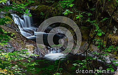 Sweet Creek Trail head water flow peaking through trees Stock Photo