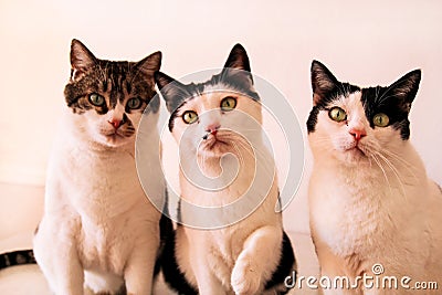 Sweet three cats posing for the camera, close up Stock Photo