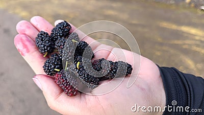 Sweet and delicious wildberry fruits Stock Photo