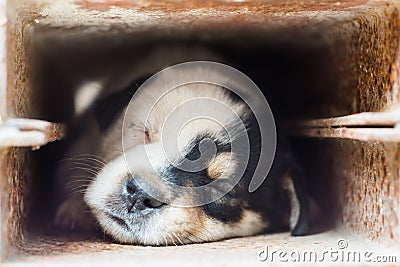 Sweet dream dog in steel pipe is a lovely life in nature. Stock Photo