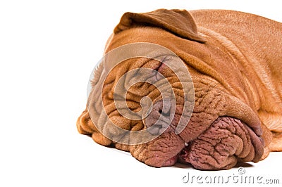 Sweet Dreams Stock Photo