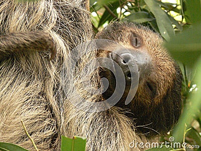 Sweet dreams of a sleeping sloth Stock Photo