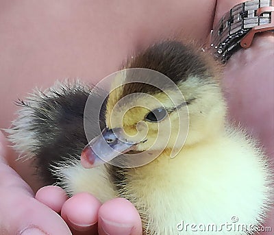 Sweet duck.. Yellow and brown Stock Photo